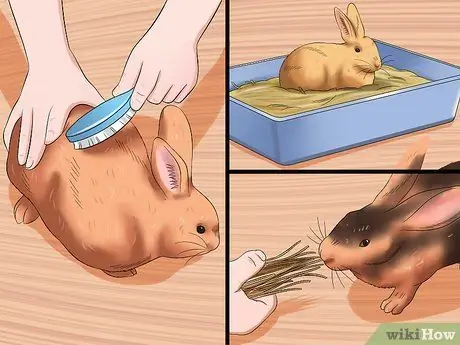 Успокоить кролика во время грозы Шаг 11