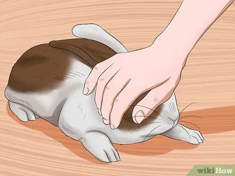 Успокоить кролика во время грозы Шаг 6