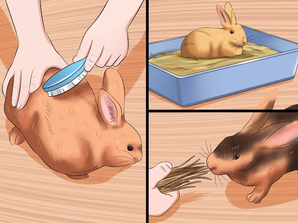 Как успокоить кролика во время грозы: 11 шагов