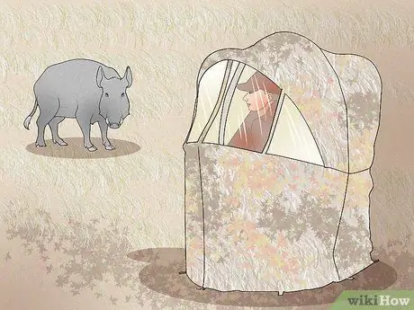 Охота на диких свиней Шаг 10