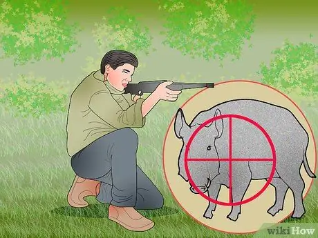 Охота на диких свиней Шаг 14