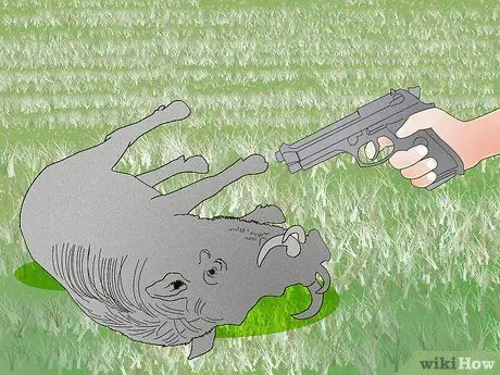 Охота на диких свиней Шаг 16