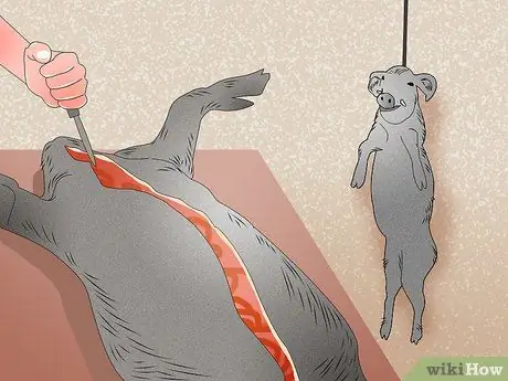 Охота на диких свиней Шаг 17