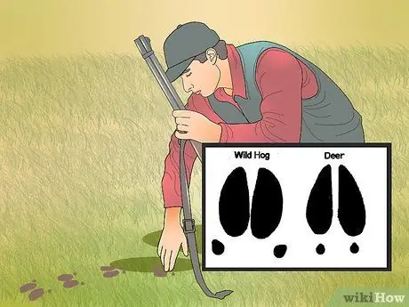 Охота на диких свиней, шаг 9