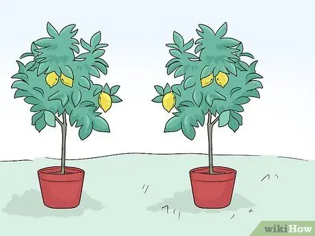 Привлечь лисиц Шаг 13