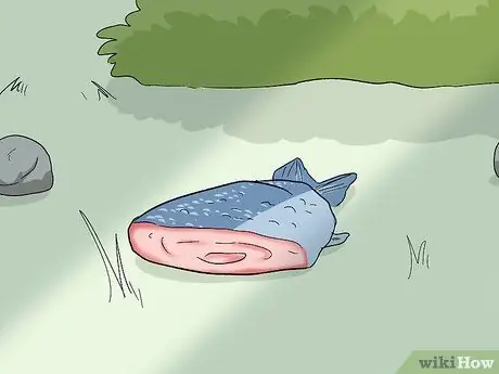 Привлечь лисиц Шаг 2