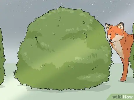 Привлечь лисиц Шаг 9