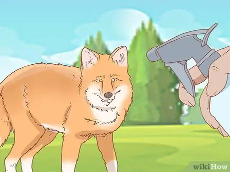 Приручить лису Шаг 12