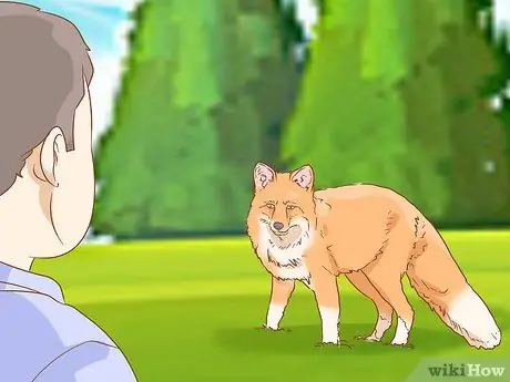 Приручить лису Шаг 3