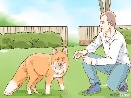 Приручить лису Шаг 7