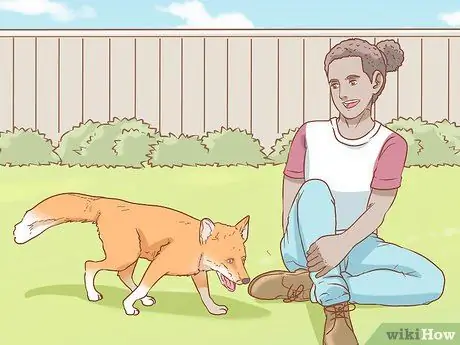 Приручить лису Шаг 8