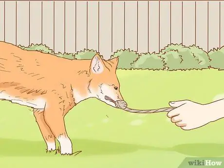 Приручить лису Шаг 9