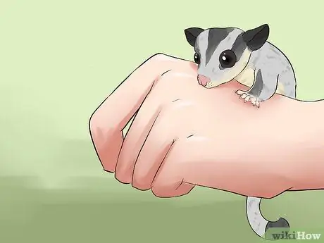 Уход за сахарным парапланом Шаг 3