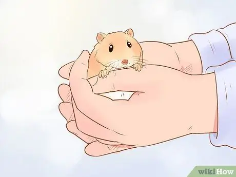 Уход за карликовыми хомяками Шаг 11