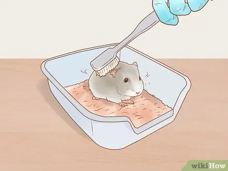 Уход за карликовыми хомячками Шаг 12