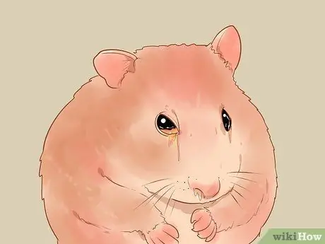 Уход за карликовыми хомяками Шаг 16