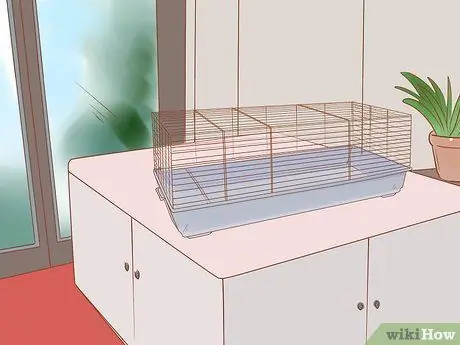 Уход за карликовыми хомяками Шаг 4