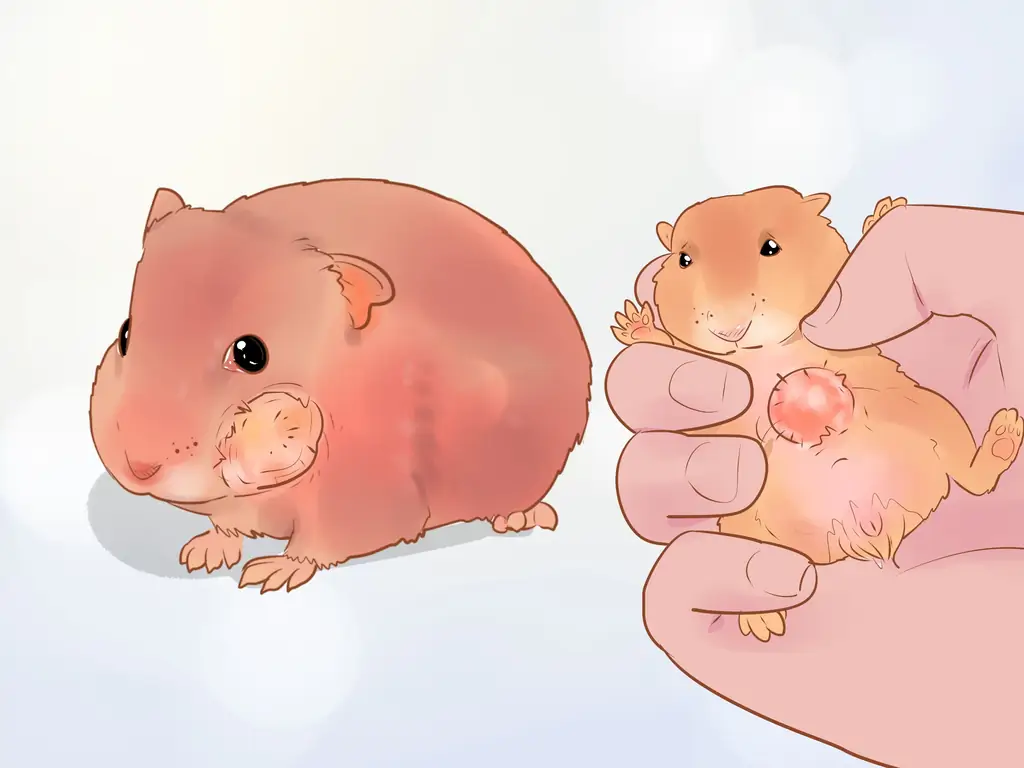 Как ухаживать за карликовыми хомячками (с иллюстрациями)