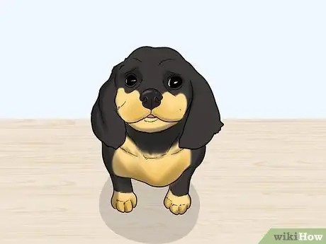 Обучите щенка или помогите ему перестать плакать, когда он заперт или на улице Шаг 3