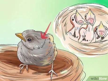 Ухаживайте за птенцом, если мама уходит. Шаг 1
