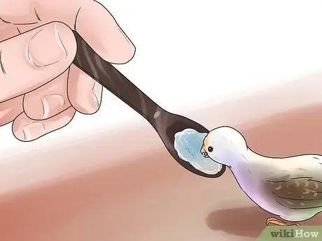 Ухаживайте за птенцом, если мама уходит. Шаг 11