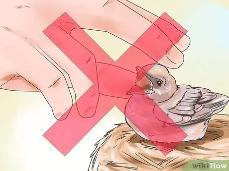 Ухаживайте за птенцом, если мама уходит Шаг 3