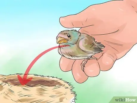 Ухаживайте за птенцом, если мама уходит Шаг 6