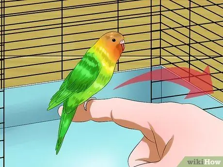 Приручить птицу Шаг 12