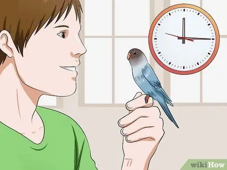 Приручить птицу Шаг 13