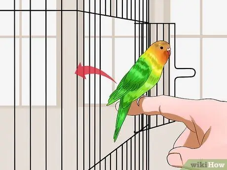 Приручить птицу Шаг 15