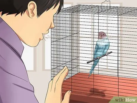 Приручить птицу Шаг 2