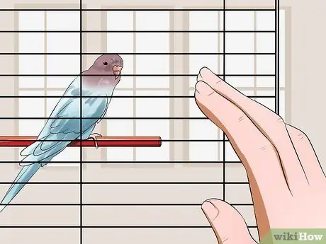 Приручить птицу Шаг 4