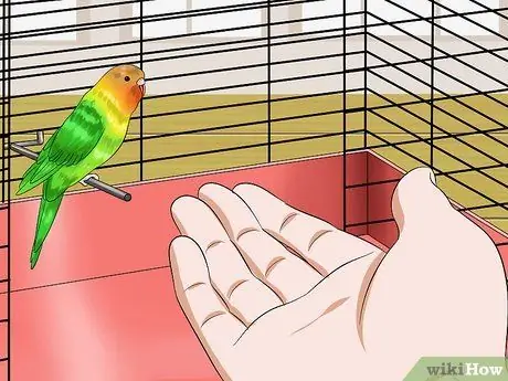 Приручить птицу Шаг 5