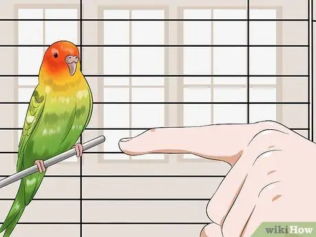 Приручить птицу Шаг 7