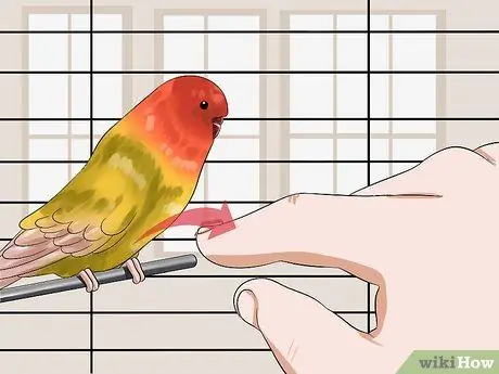 Приручить птицу Шаг 8