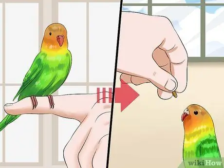 Приручить птицу Шаг 9