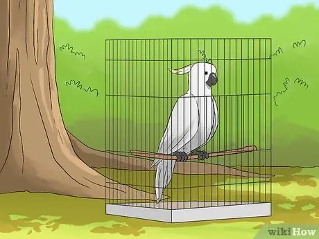 Выведите свою домашнюю птицу на улицу, шаг 12