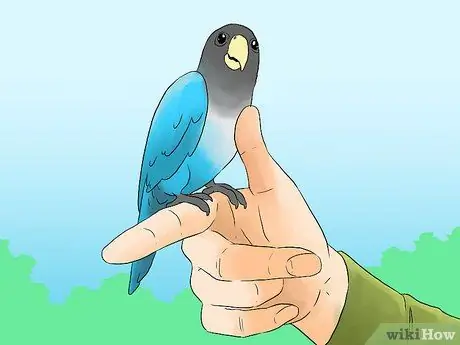 Выведите свою домашнюю птицу на улицу, шаг 2