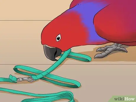 Выведите свою домашнюю птицу на улицу, шаг 3