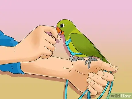 Выведите свою домашнюю птицу на улицу, шаг 5