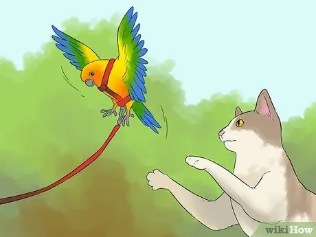 Выведите свою домашнюю птицу на улицу, шаг 7