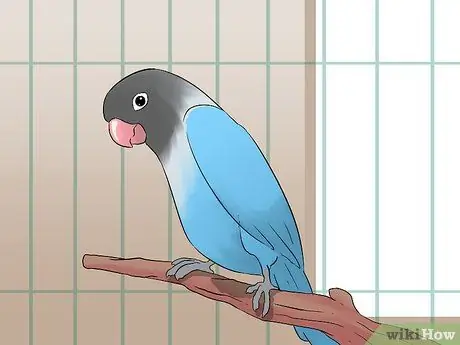 Выведите свою домашнюю птицу на улицу, шаг 9