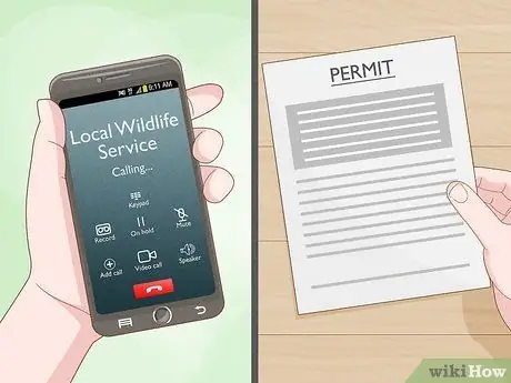 Поймать ястреба Шаг 1