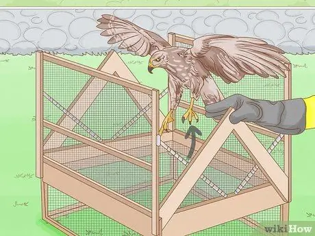 Поймать Ястреба Шаг 8