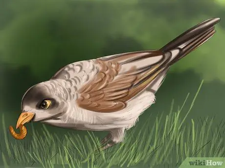 Приготовьте корм для спасения птенцов, шаг 3