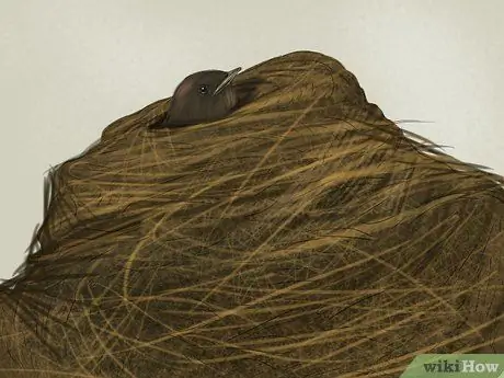 Приготовьте корм для спасения птенцов, шаг 7