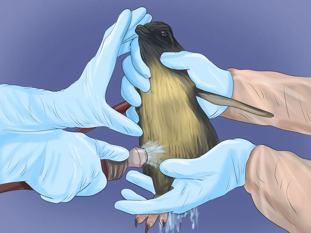 Консультации ветеринара по приготовлению корма для спасения птенцов птиц