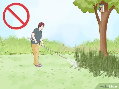 Привлечь восточно-синие птицы Шаг 11