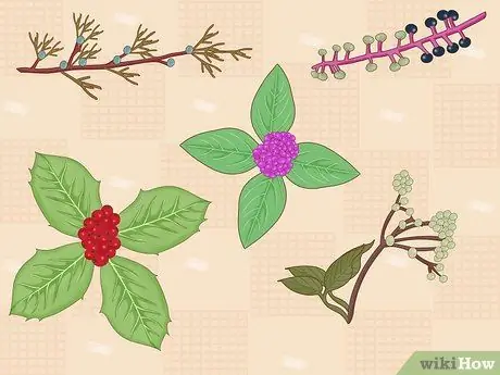 Привлечение восточных синих птиц, шаг 12