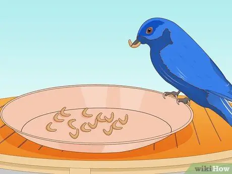 Привлечение восточных синих птиц Шаг 13